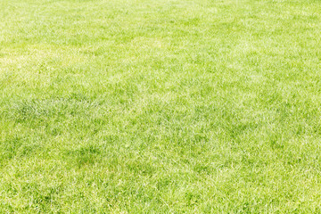 meadow of green grass to use as background