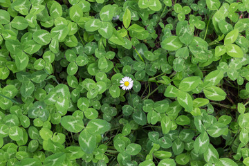 green background of clovers with a lonely daisy