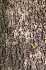 close-up of pine bark to use as background in advertising