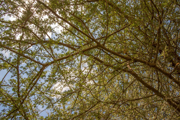Fototapeta premium Sky seen through acacia branches, Abu Dhabi