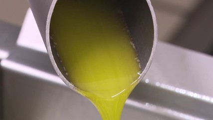Dall'oliva all'olio