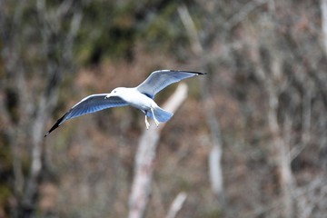 かもめ　Gull　Seagull