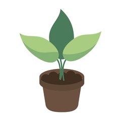 Plant in pot cartoon isolated