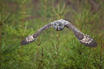 Great grey owl or great gray owl (Strix nebulosa) is a very large owl, documented as the world's largest species of owl by length.