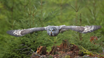 Great grey owl or great gray owl (Strix nebulosa) is a very large owl, documented as the world's largest species of owl by length.