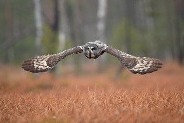 Great grey owl or great gray owl (Strix nebulosa) is a very large owl, documented as the world's largest species of owl by length.