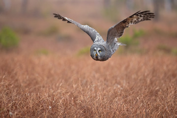Great grey owl or great gray owl (Strix nebulosa) is a very large owl, documented as the world's largest species of owl by length.