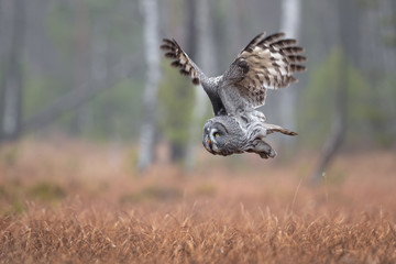 Great grey owl or great gray owl (Strix nebulosa) is a very large owl, documented as the world's largest species of owl by length.