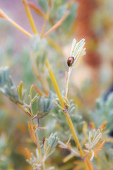 Beautiful vibrant macro view of a Chrysolina cerealis, the rainbow leaf beetle or Snowdon beetle, on a plant in summer on the island Madeira