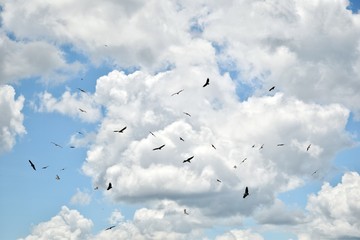 Hambrientos sobrevolando Zimbabwe