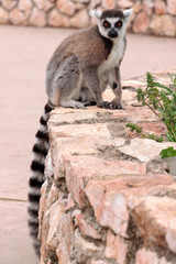 A cute ring tailed lemur is looking on camera