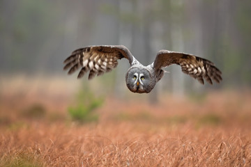 Great grey owl or great gray owl (Strix nebulosa) is a very large owl, documented as the world's largest species of owl by length.