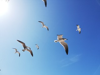 Gaviotas