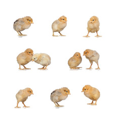 Meeting of yellow chickens at Easter