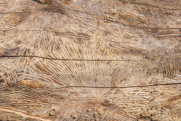 Pattern on tree trunk log after damage caused by bark beetle. Natural wooden texture background