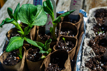 Fava bean seedlings growing in starter pots made from recycled toilet paper cylinders