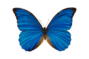 Fototapeta na wymiar Butterfly morpho anaxibia collection.
