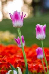 white pink tulips on a background of red and yellow tulips