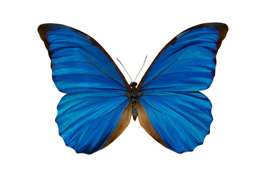 Butterfly morpho anaxibia collection.