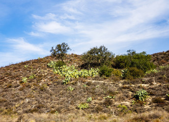California Mojave Desert