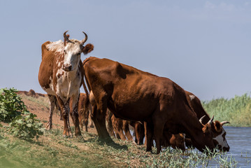 Cows at a watering place drink water and bathe during strong heat and drought. Kalmykia region, Russia.