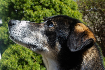 a dog looking up excitedly wile sitting down in front of an evergreen shrub in early spring.