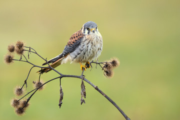 American kestrel (Falco sparverius) is the smallest and most common falcon in North America.