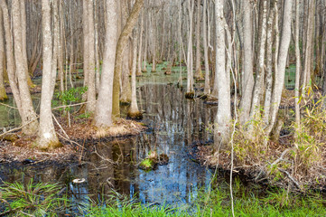 Famous cypress and tupelo swamp in South Carolina in springtime, USA