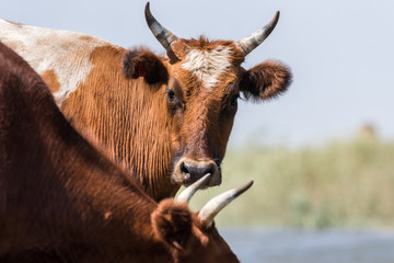 Cows at a watering place drink water and bathe during strong heat and drought. Kalmykia region, Russia.