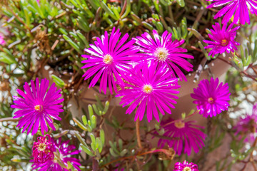 Fototapeta premium Lilac flowers of Portulaca, Spain.