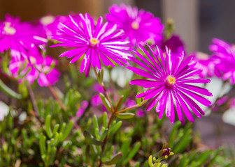 Lilac flowers of Portulaca, Spain.