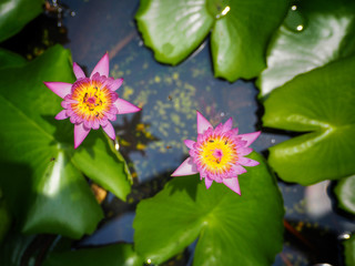 Pink lotus with insect and lotus leaf floating on water in lotus pond