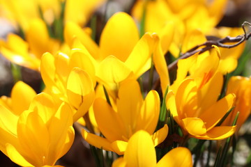 Obraz premium Hintergrund Frühling - Detailansicht der ersten gelben Krokusse im Frühling im Garten