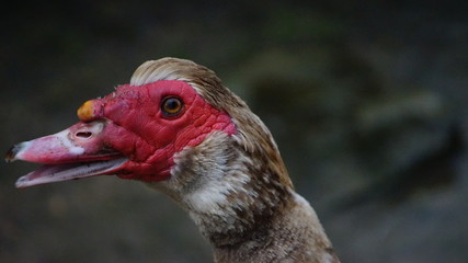 portrait of a duck