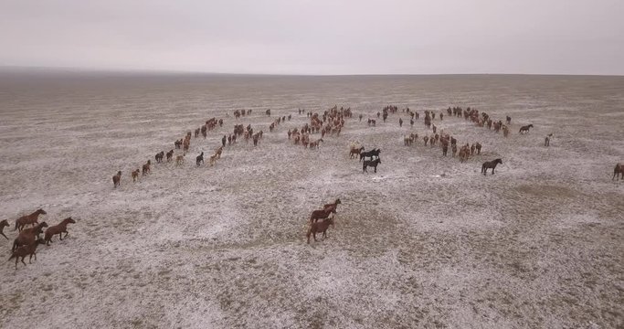 horses in the steppe