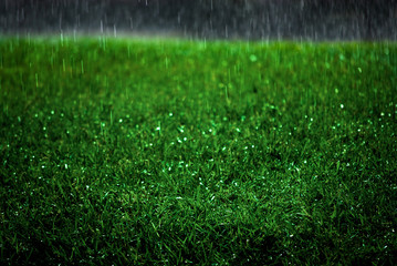 Rain Falling on Lush Green Grass Lawn Rainstorm Storm Drops Drips Water
