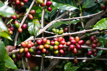 Coffee bean in coffee tree plantation.Fresh green and red berry of coffee in organic farm.