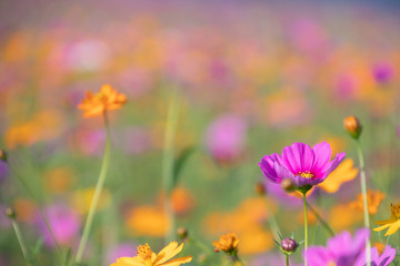 Obraz na płótnie Canvas Pink and yellow cosmos flower field background.Beautiful cosmos flower natural garden in countryside.Flower field in summer concept.