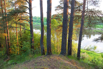 Fototapeta premium road in the forest
