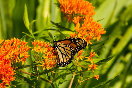 Monarch butterfly with delicate wings feeding on milkweed plant