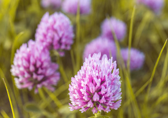 flowers in the garden