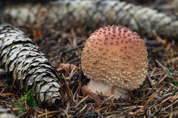 Edible mushroom Amanita rubescens known as blusher in the spruce forest. Natural environment.
