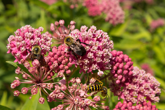 Bumblebee and wasp pollinate wildflowers in an organic garden