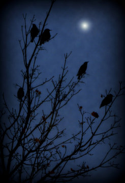 A Midnight Dreary