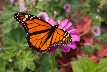 Monarch butterfly with colorful orange and black markings nectaring in a flower garden