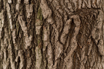 Background texture of tree bark. Skin the bark of a tree that traces cracking.