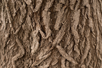 Background texture of tree bark. Skin the bark of a tree that traces cracking.