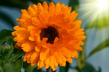marigold flower
