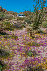 Anza Borrego Desert Flower Bloom