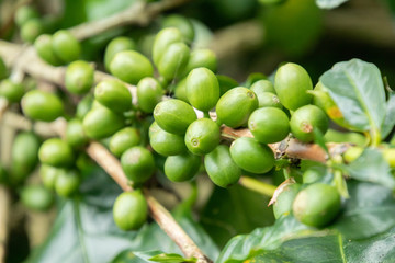 Coffee bean in coffee tree plantation.Fresh green and red berry of coffee in organic farm.